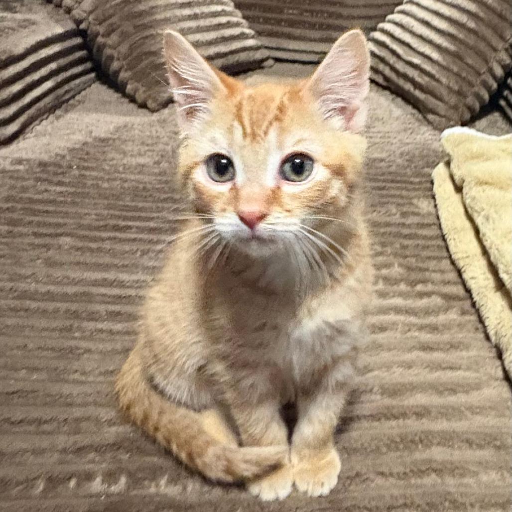 Cheeto