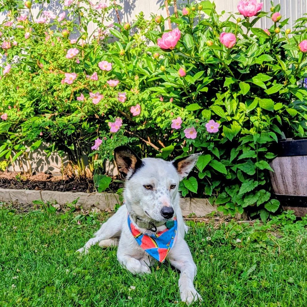 Dylan