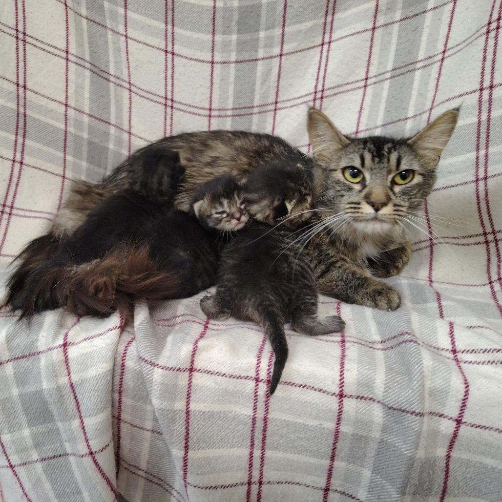 Mama Cashmere