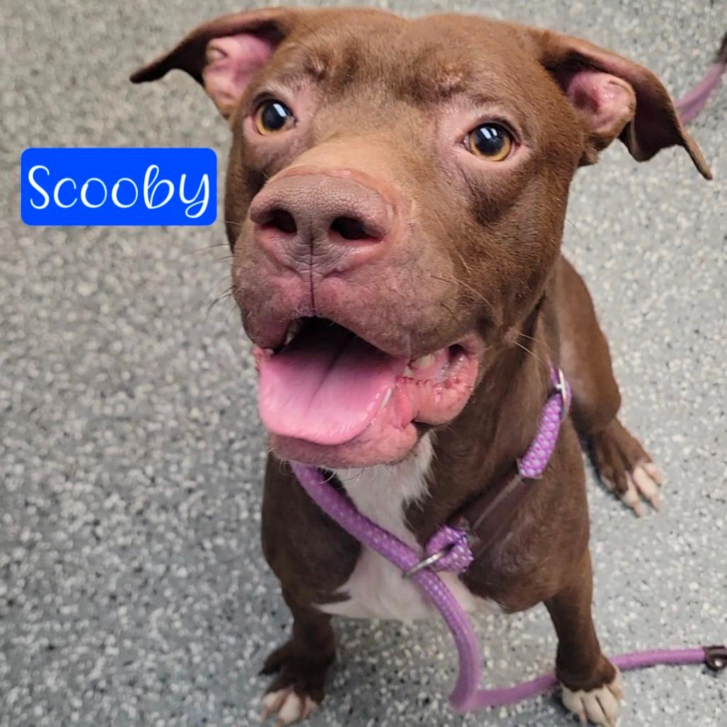 Scooby