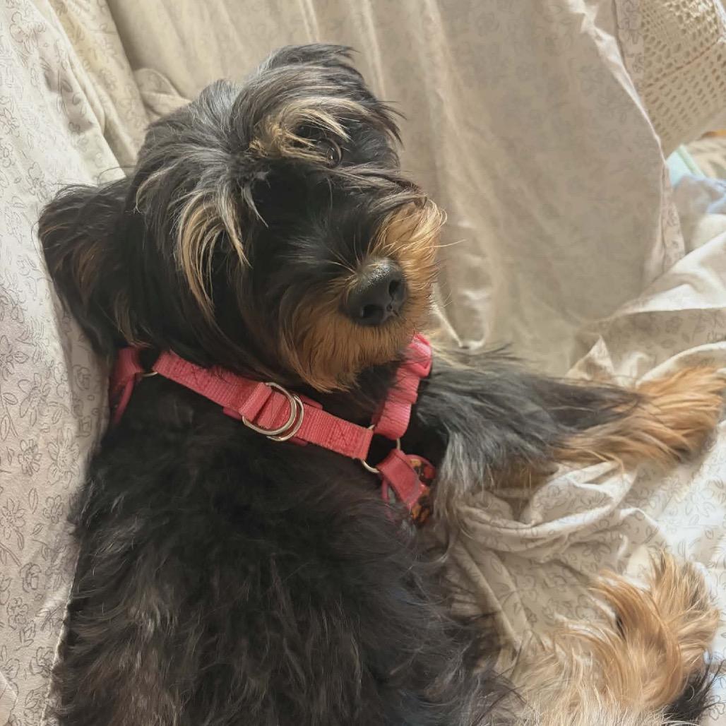 Sophie/CHICHI 