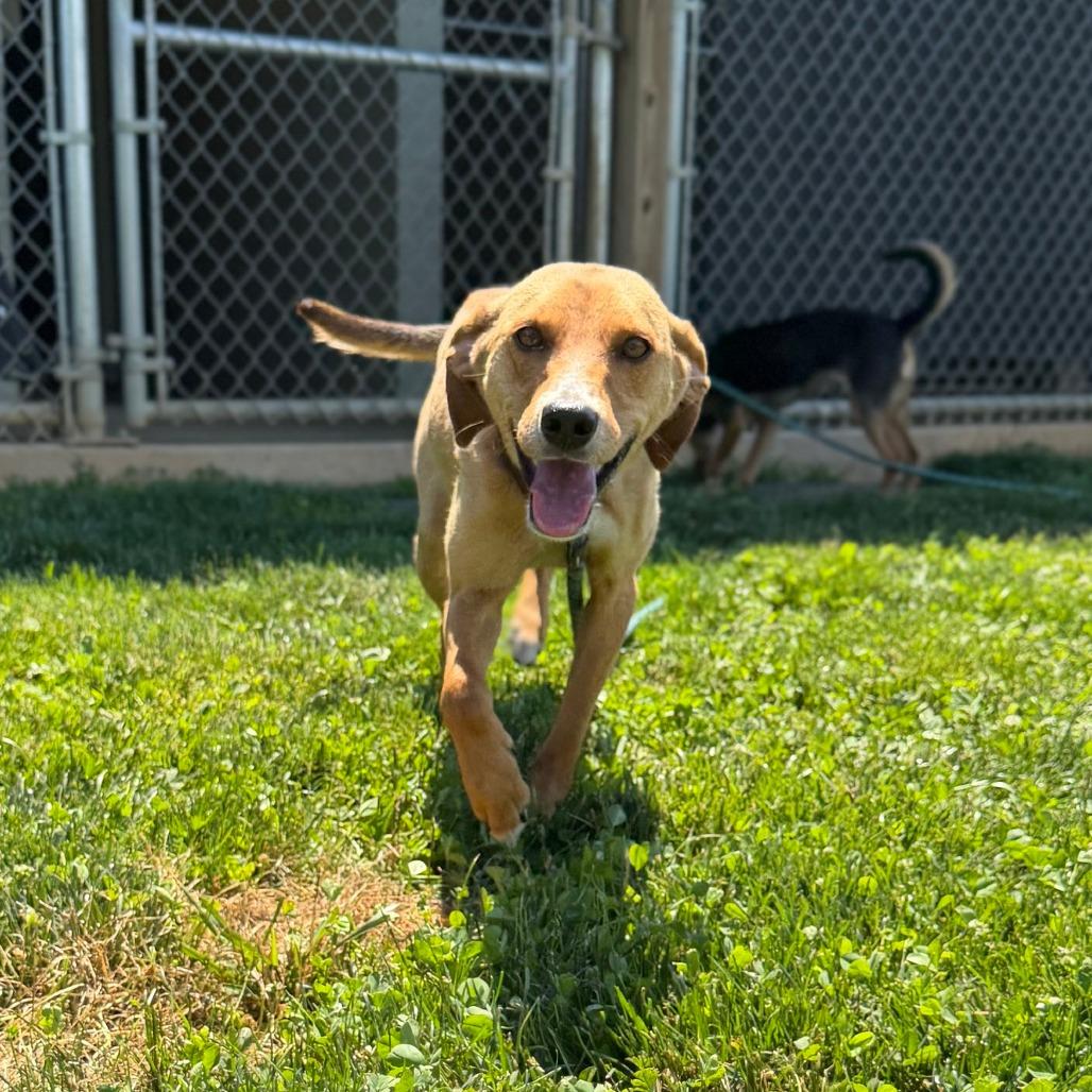 Zumi (In Foster)