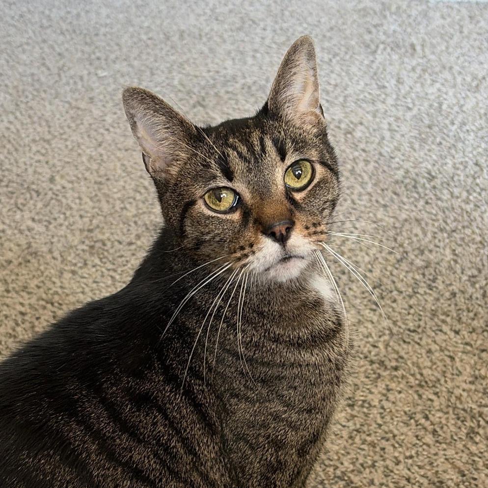 Pretty Kitty