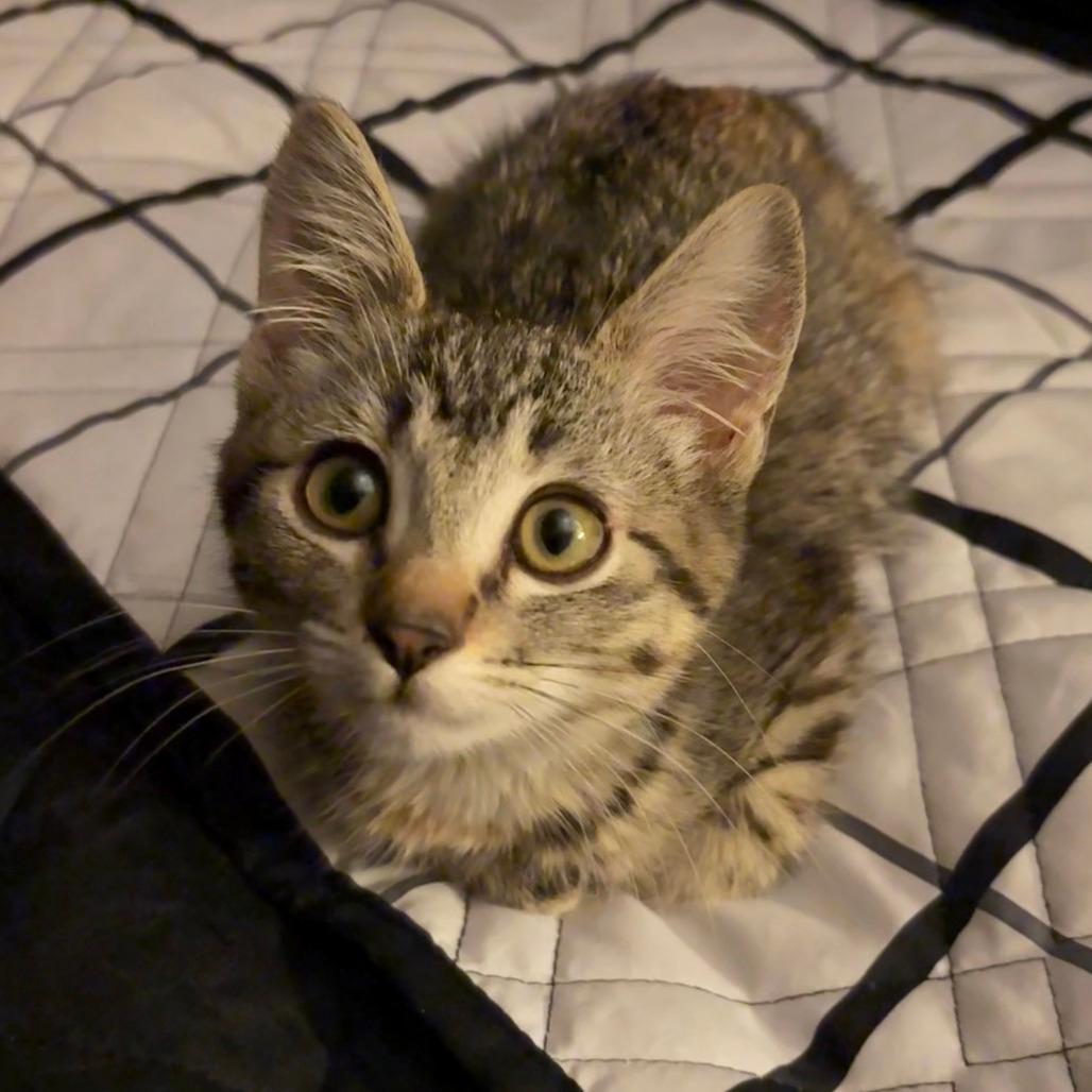 Gia