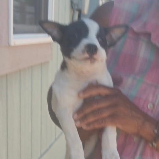 Otis