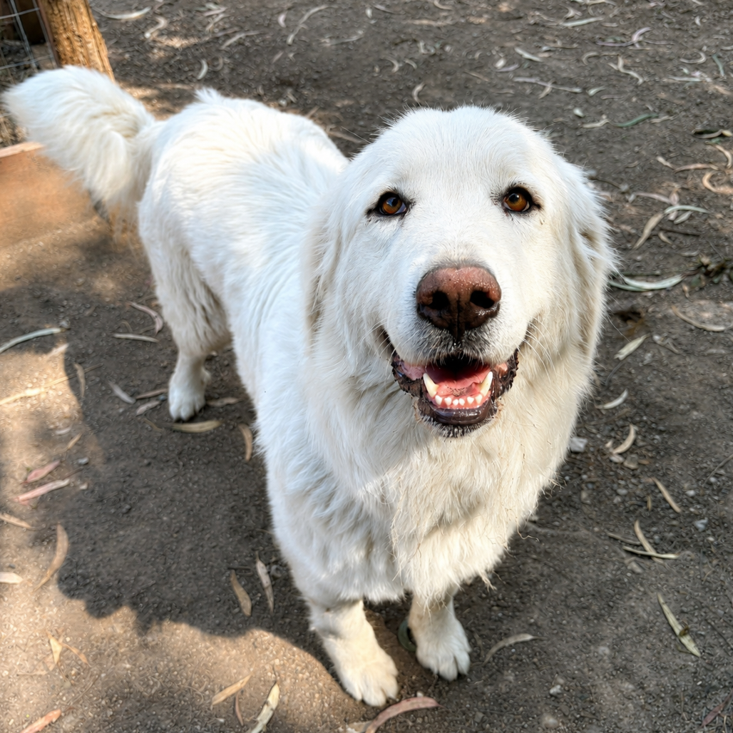 Mya