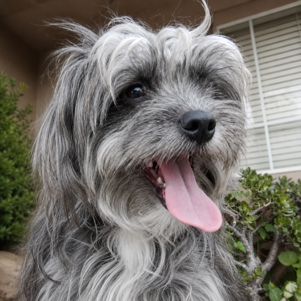 Coco