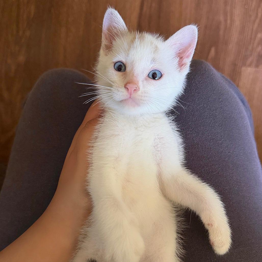 Miso