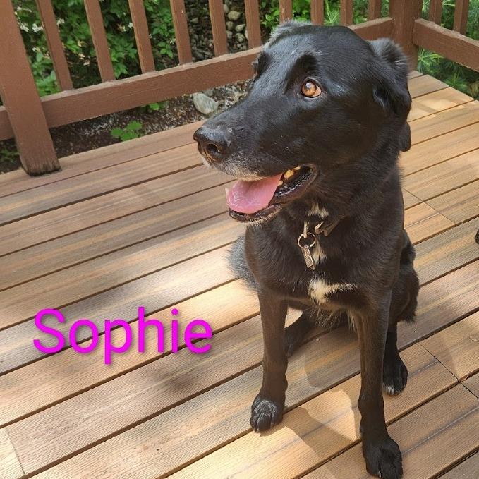 Sophie