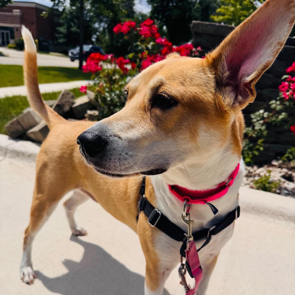 Nala