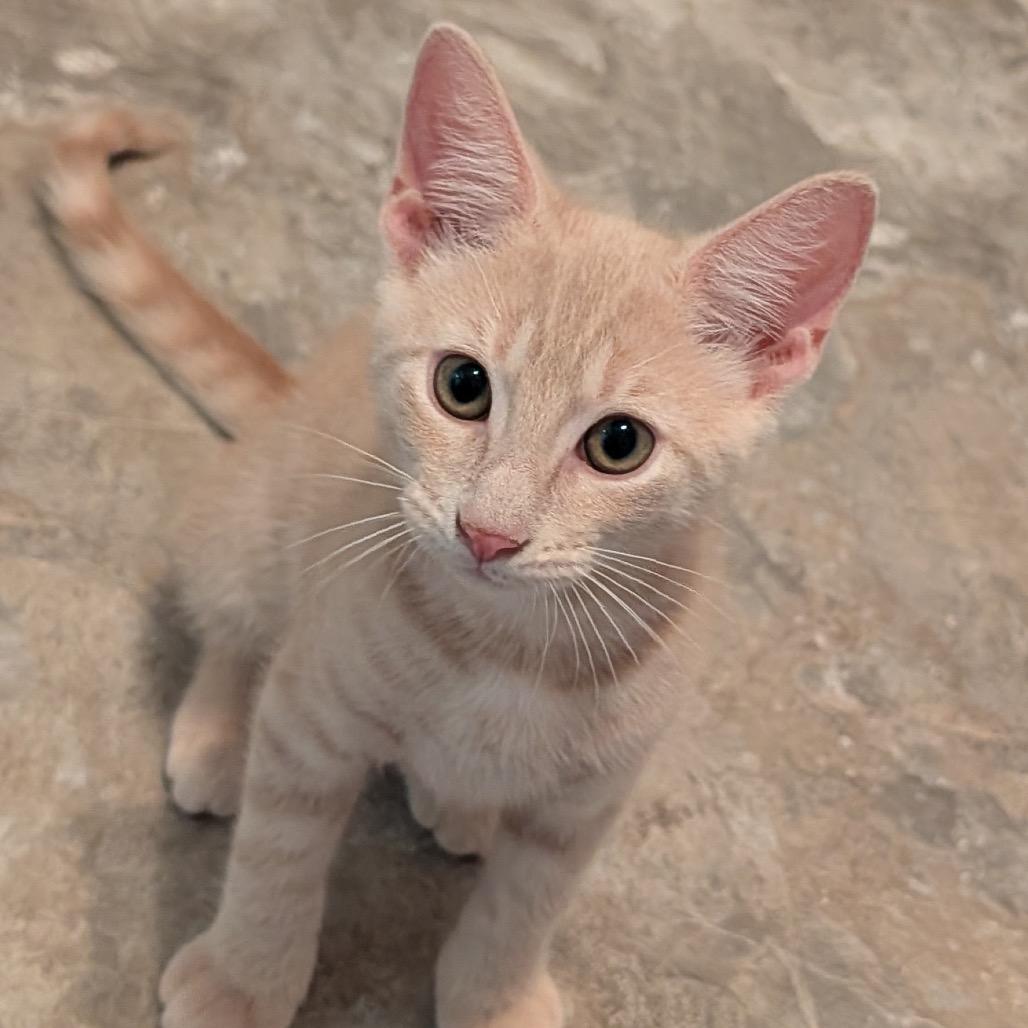 Oliver