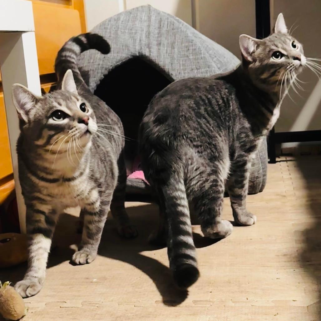 Slim Easy and Biggie Smalls - We're a bonded pair!
