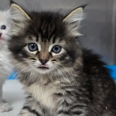 Fuzzball