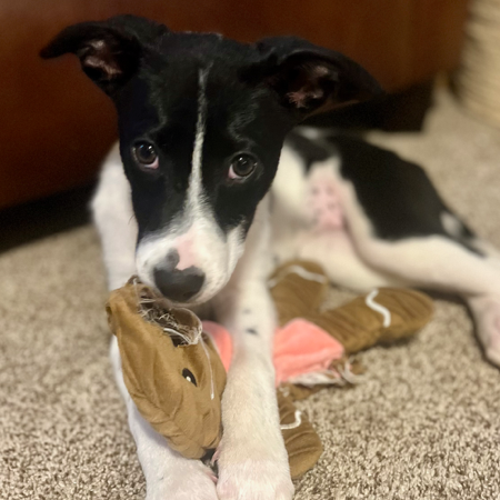 Golden Girls: Sophia
