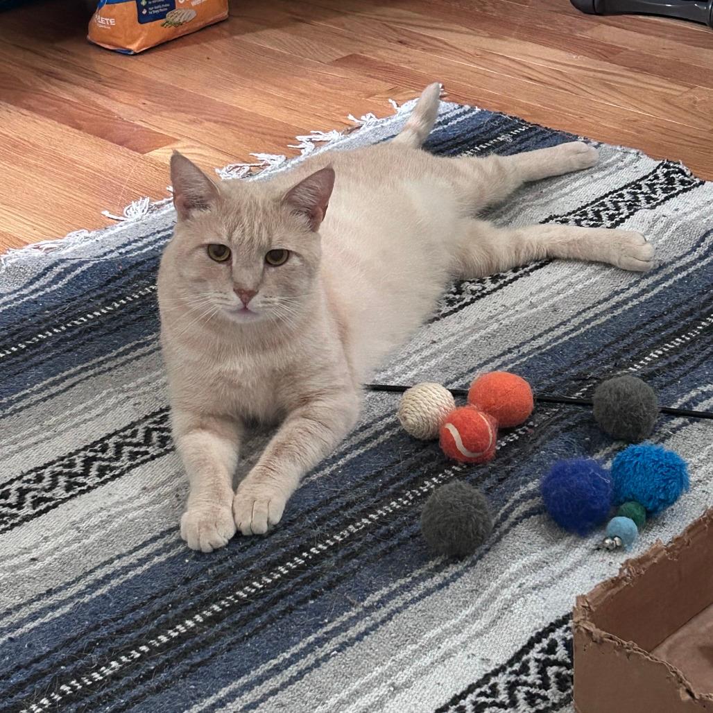 Cheeto