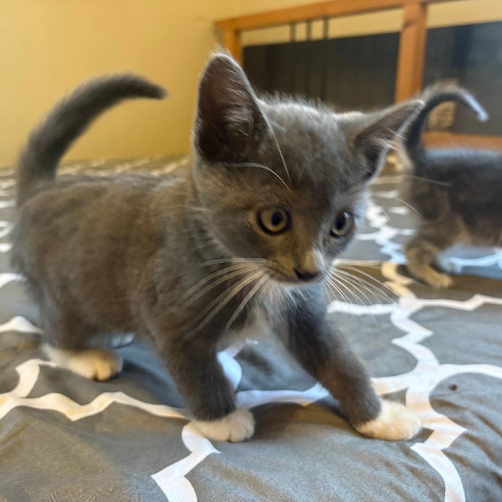 Mochi