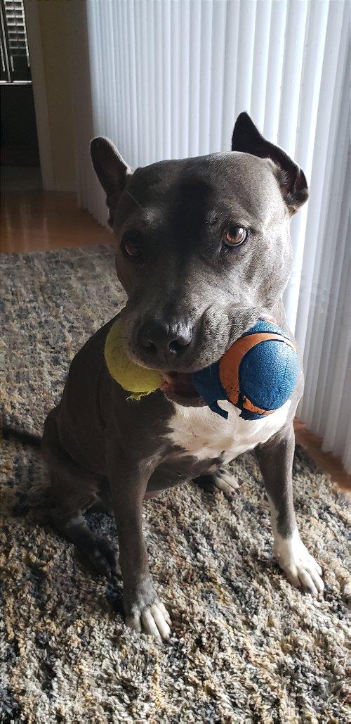 Adoptable Dogs & Puppies in Sarasota, FL