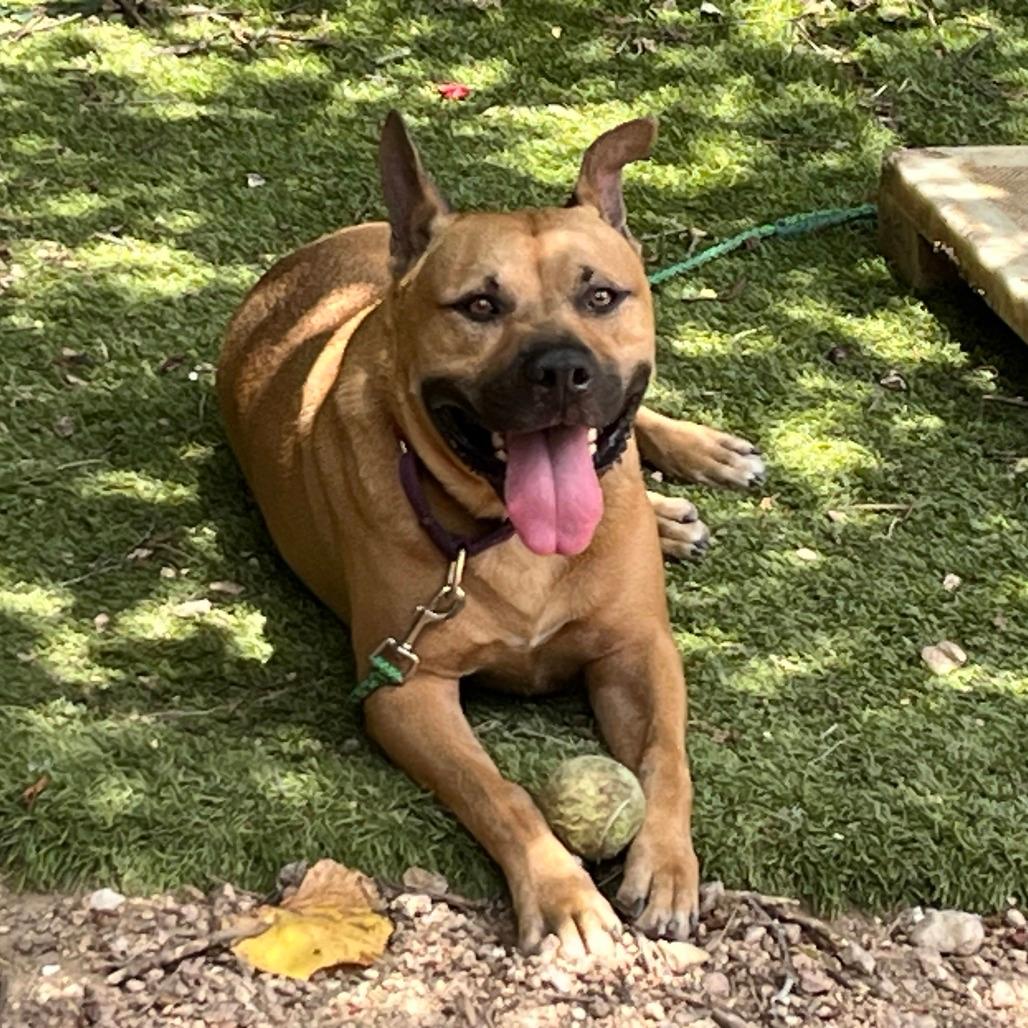 Scooby