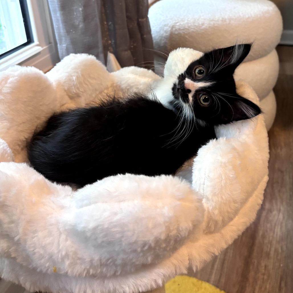 Nacho