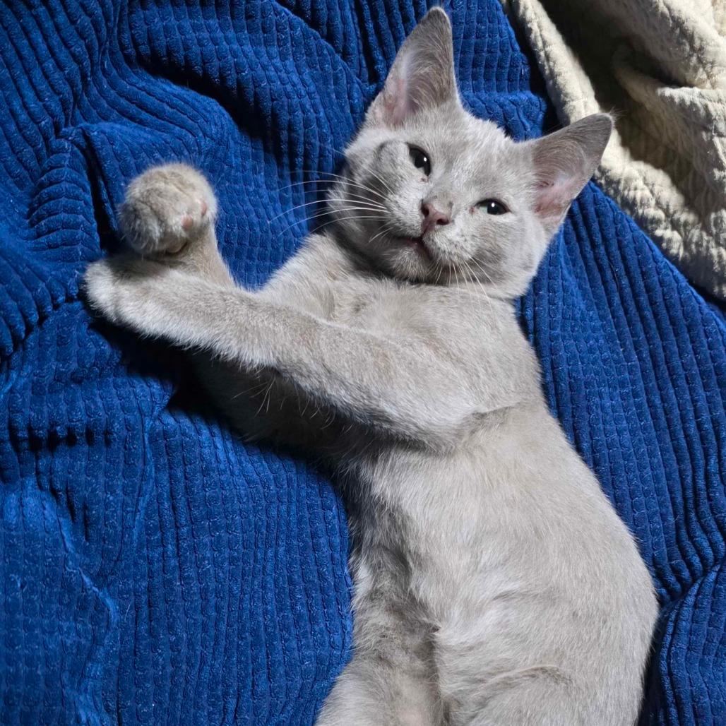 Elvis