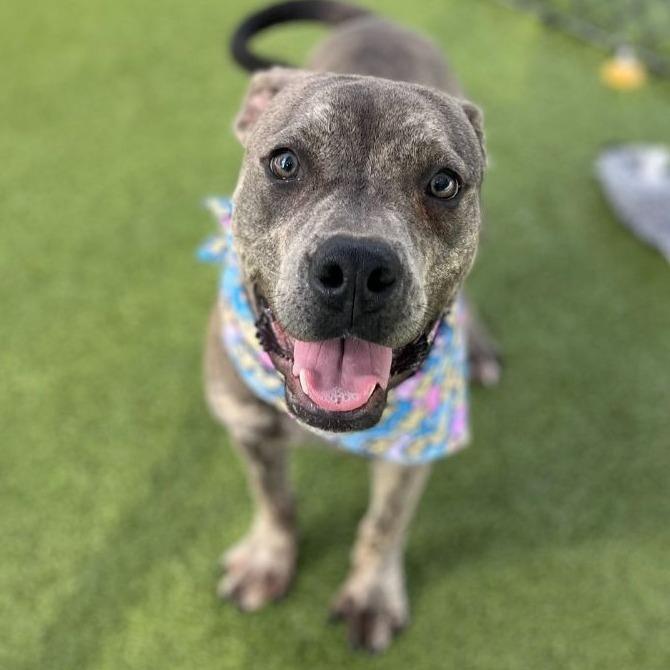 Carter *Foster to Adopt Me!