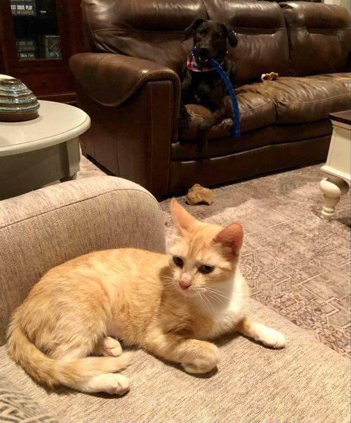 clementine- great kitty!!