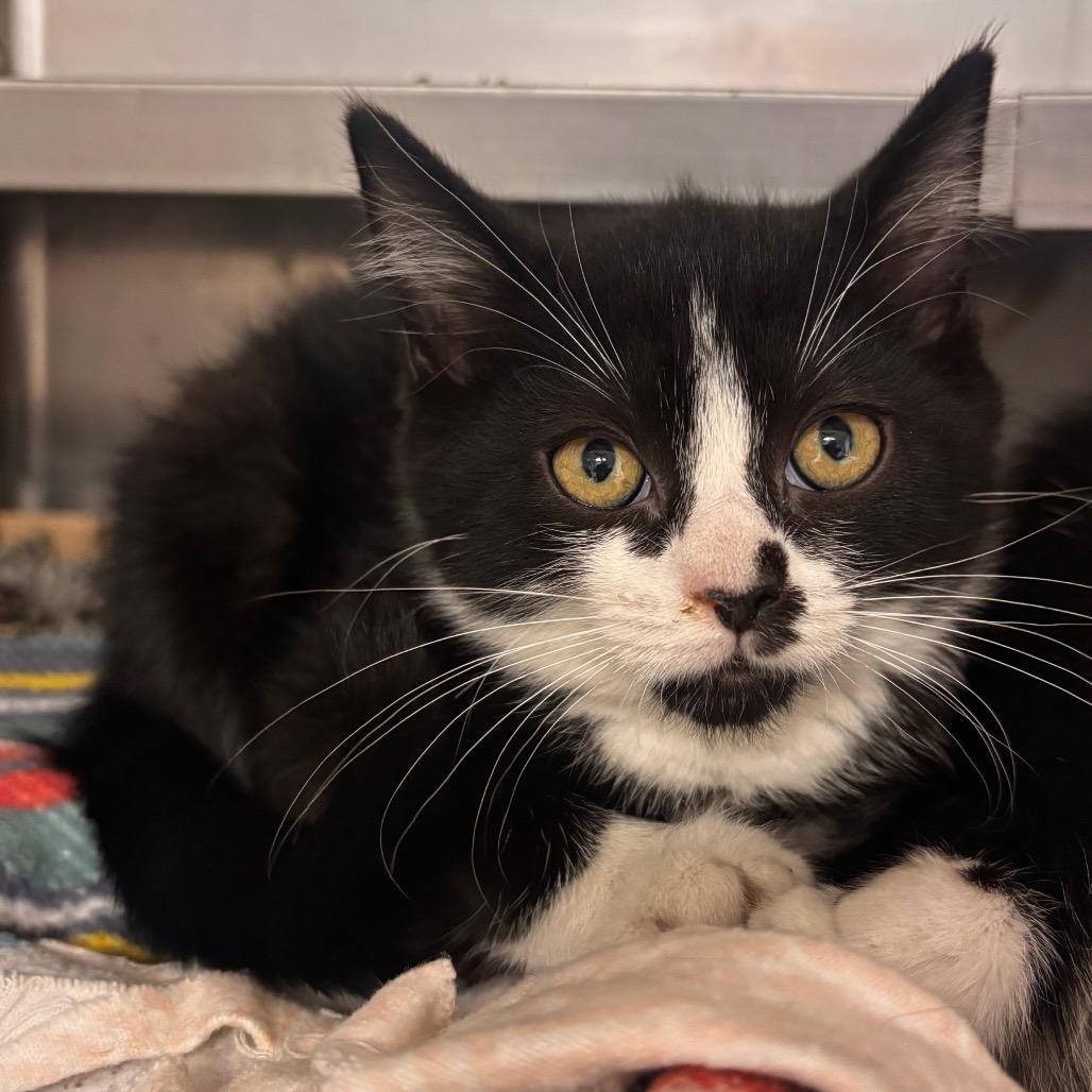 Tinker Bell (Belleville Petsmart)