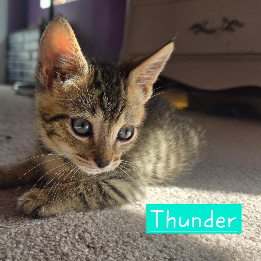 Thunder