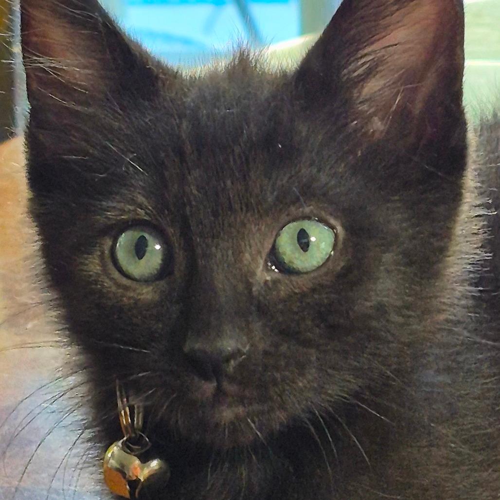 Cashew Crunch  (Cat cafe adoption)