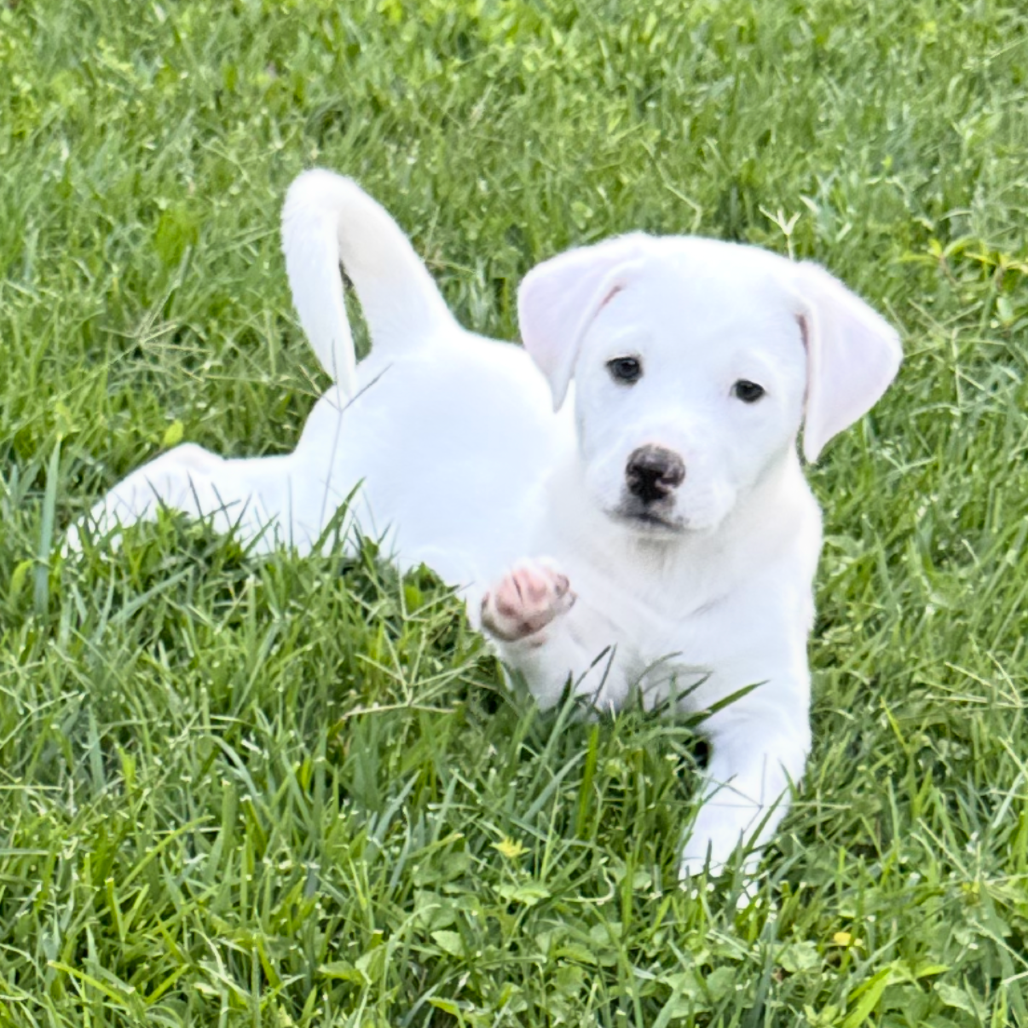 Zeke