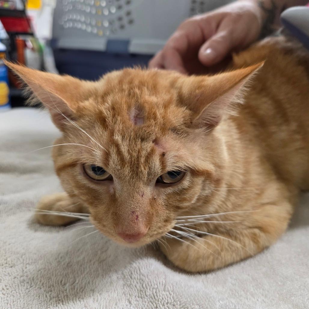 WORKING CAT Cheeto Dust