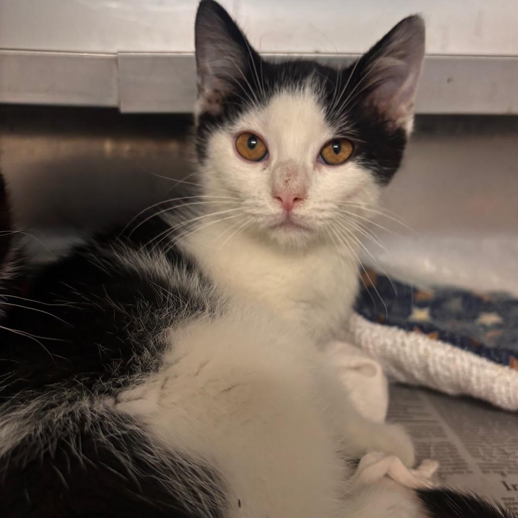 Silvermist (Petsmart Belleville)