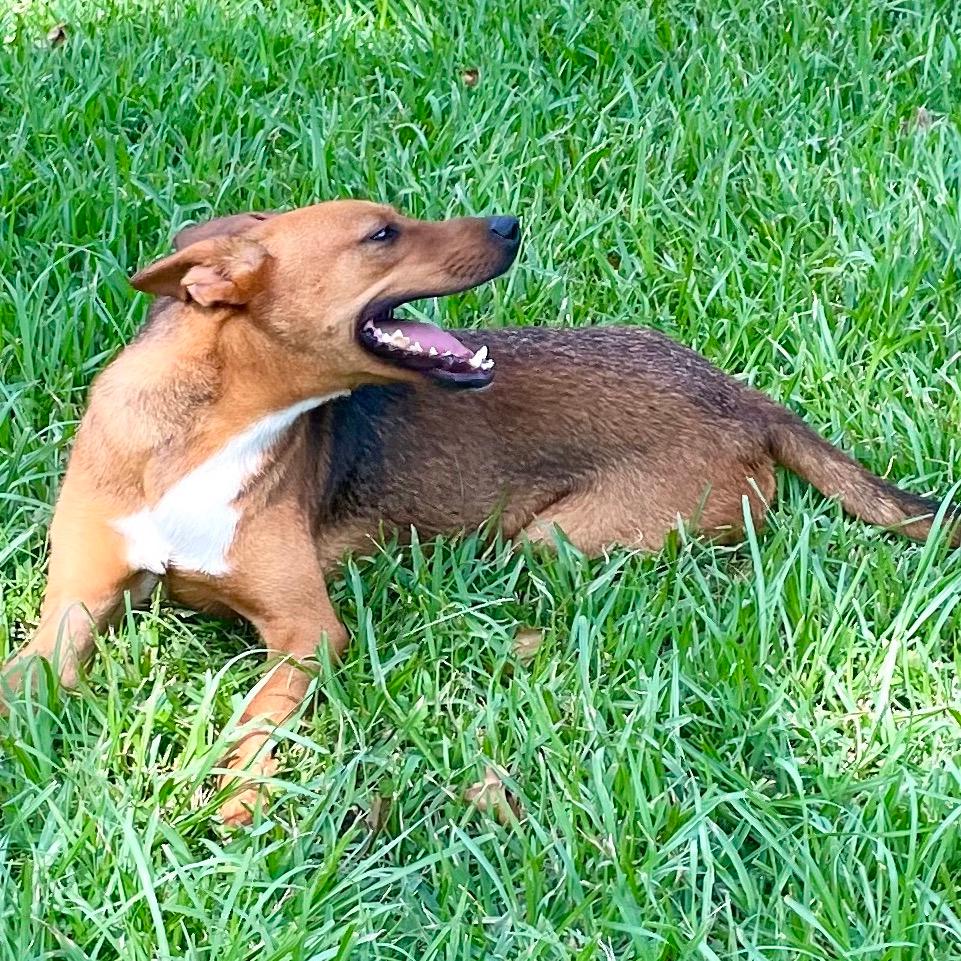 Mutt Damon