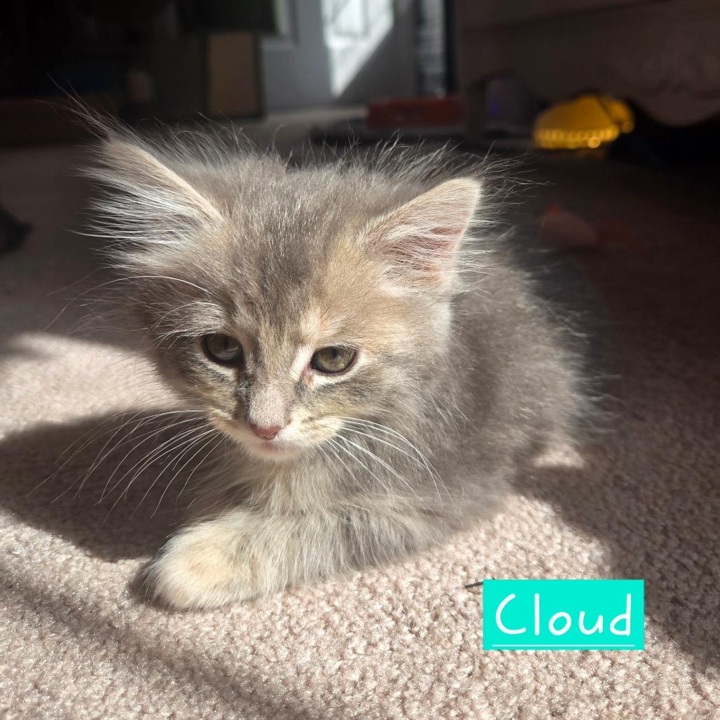 Cloud 