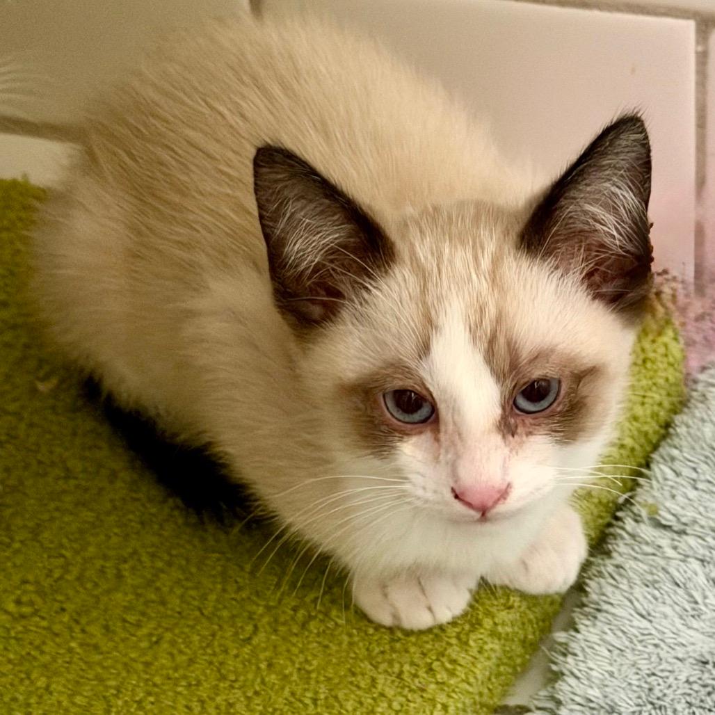 Marshmallow
