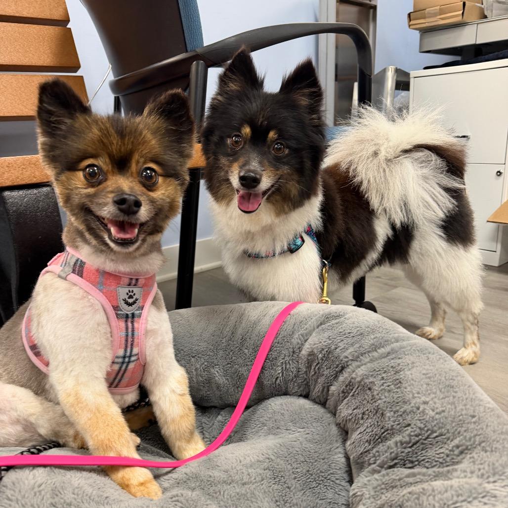 Izzy&Jazzy