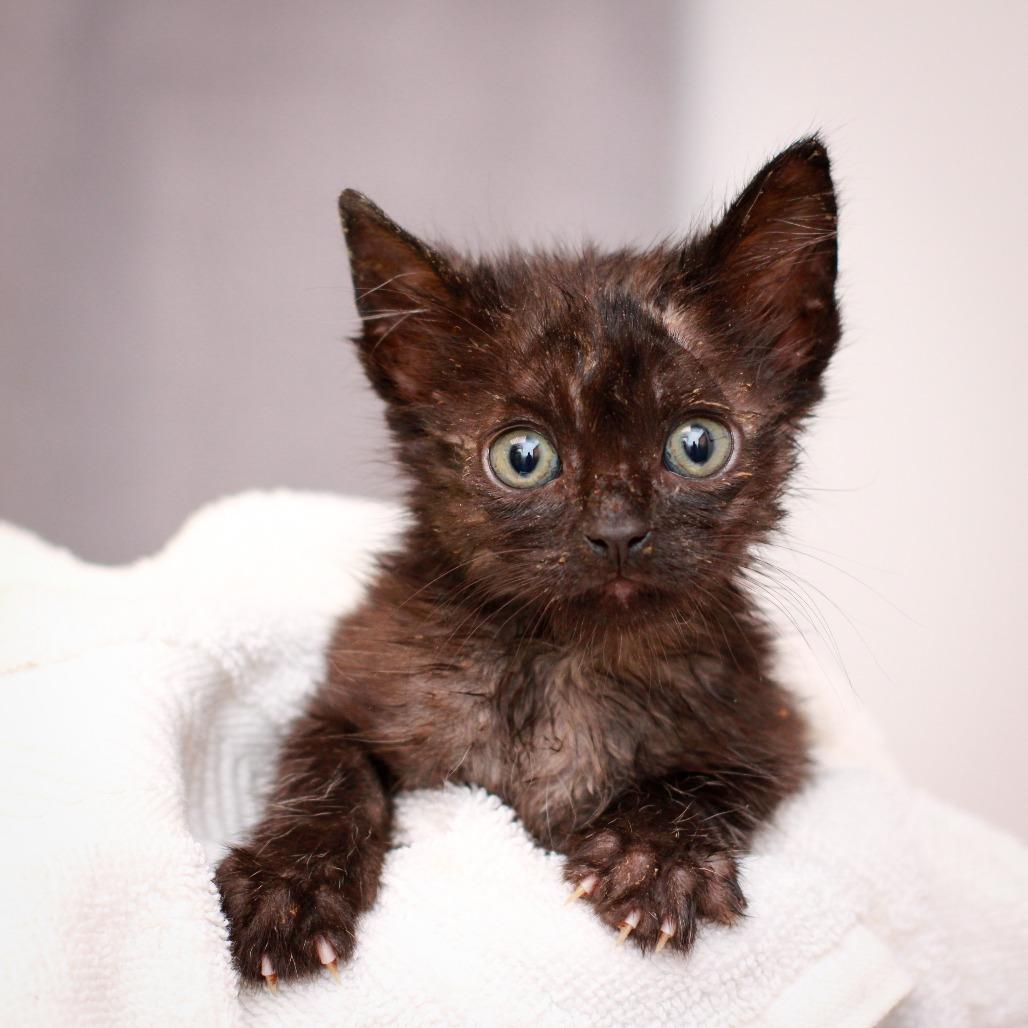 Lemur