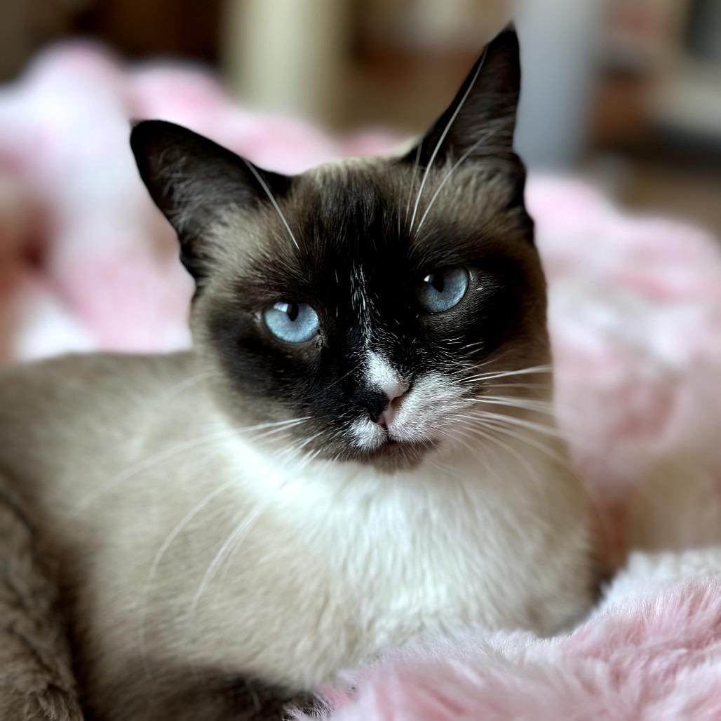 Gracie