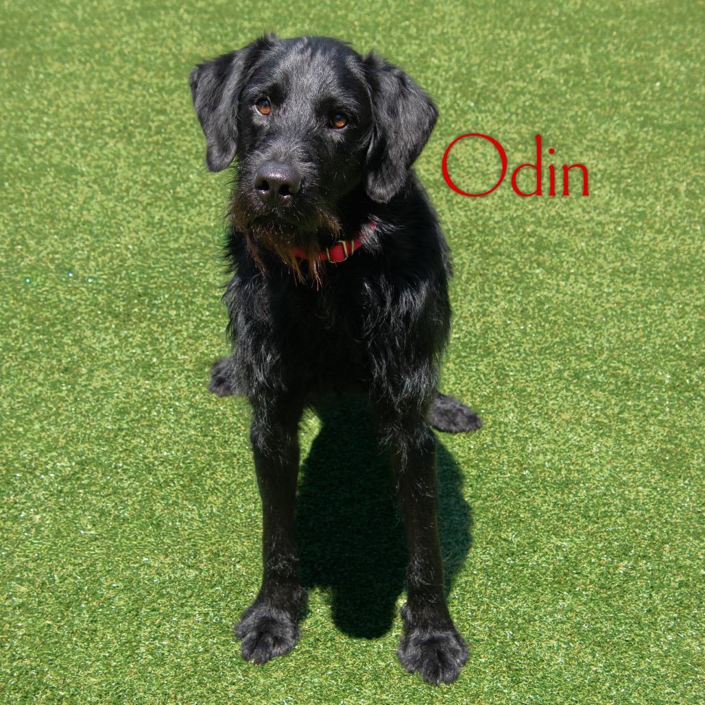 Odin