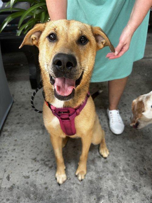 Adoptable Dogs & Puppies in Jacksonville, FL