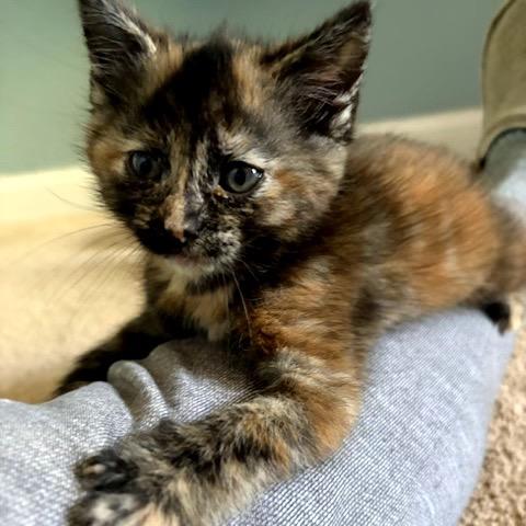 Penny