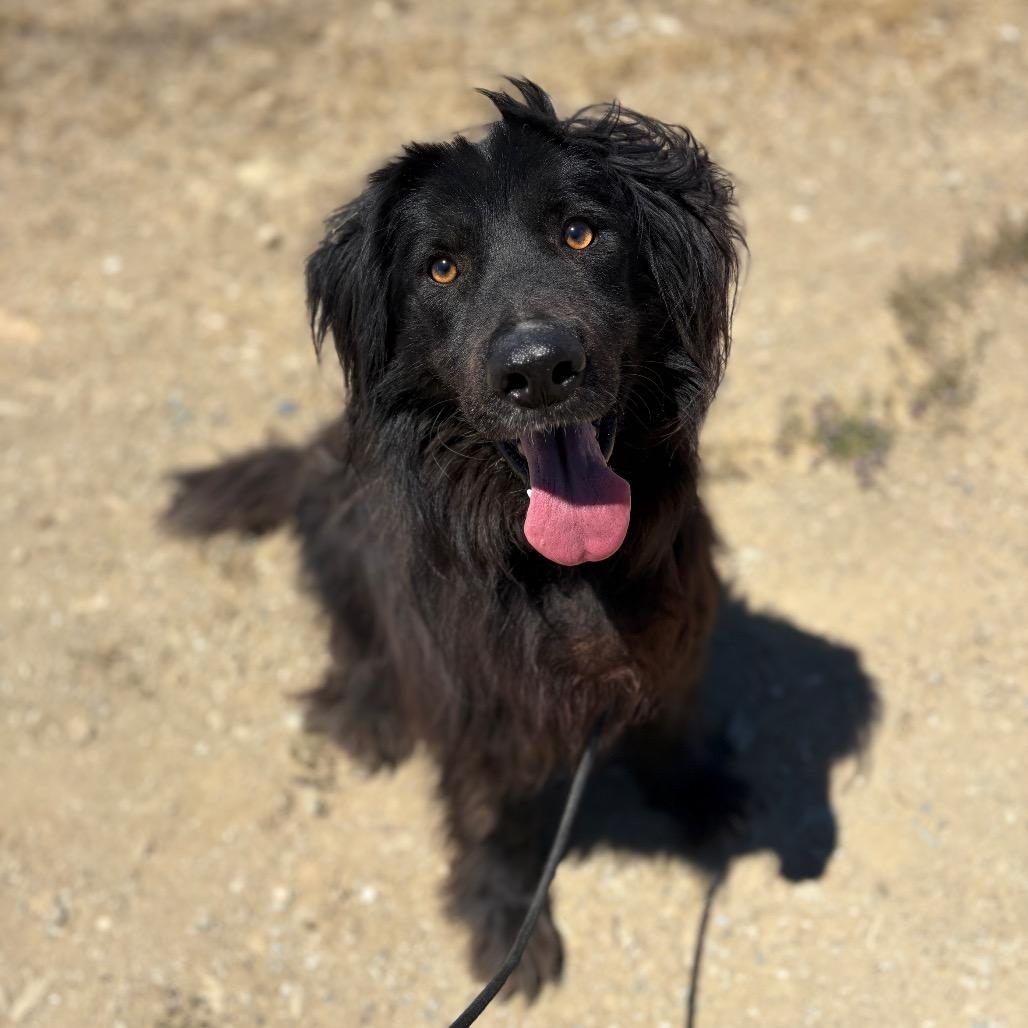 Loki