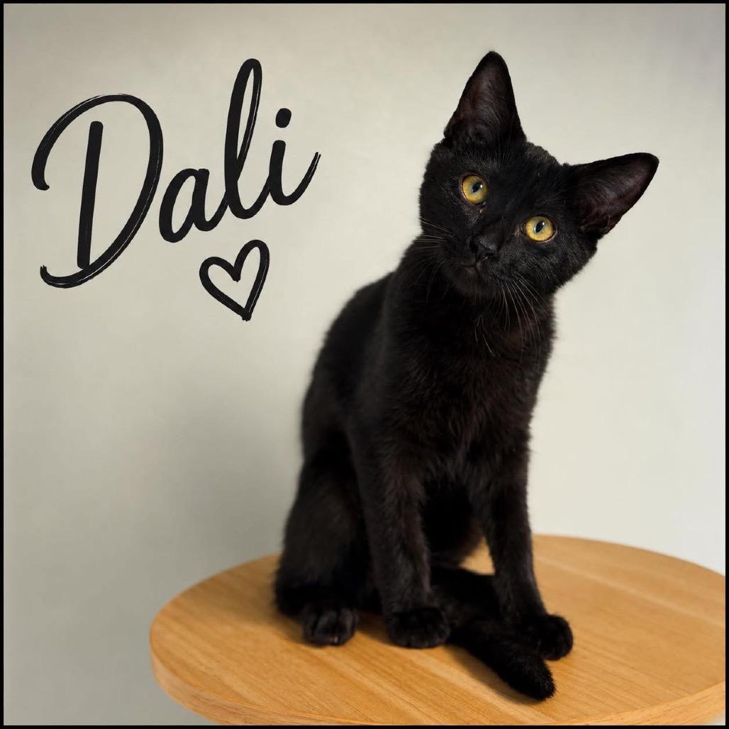 Dali