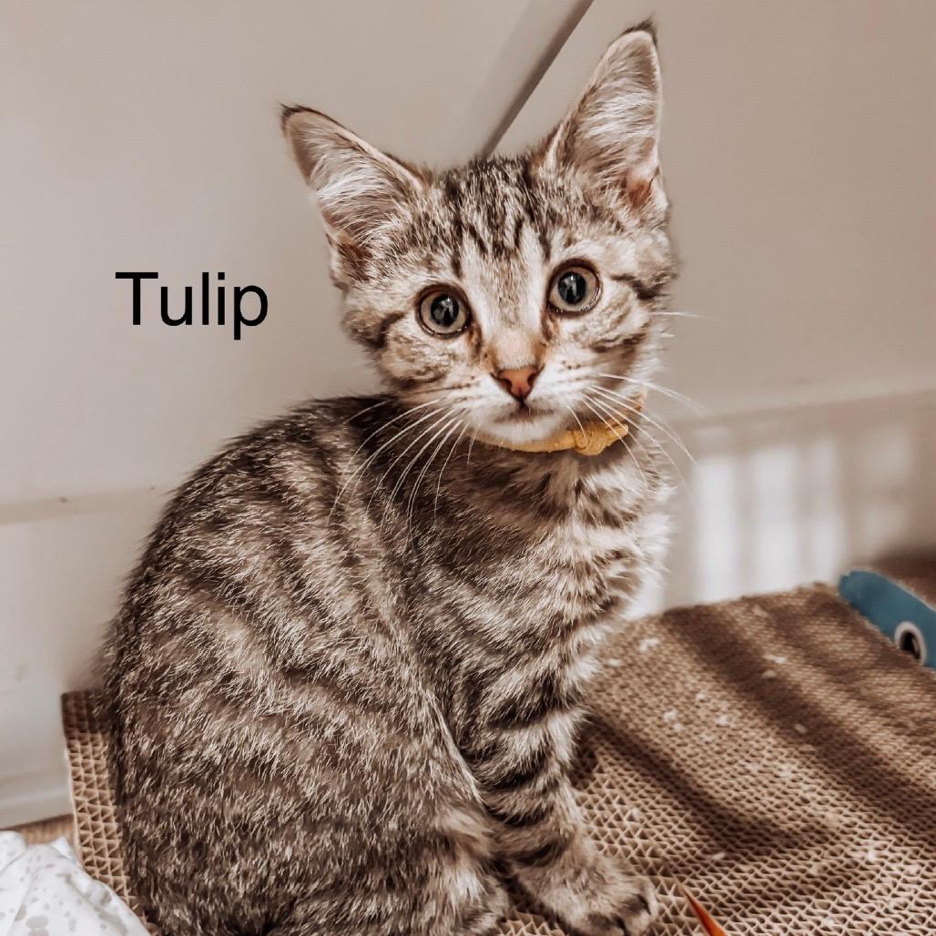Tulip