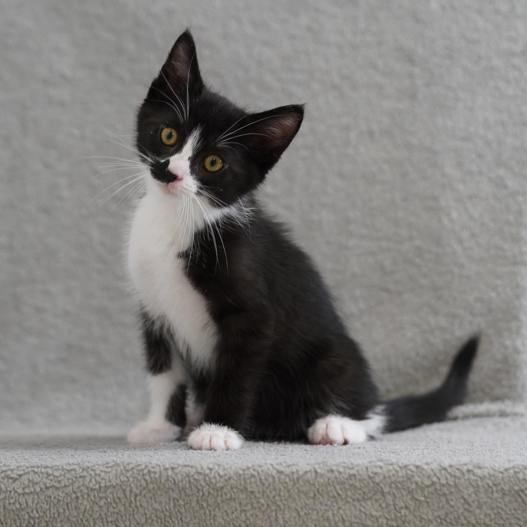 Oreo