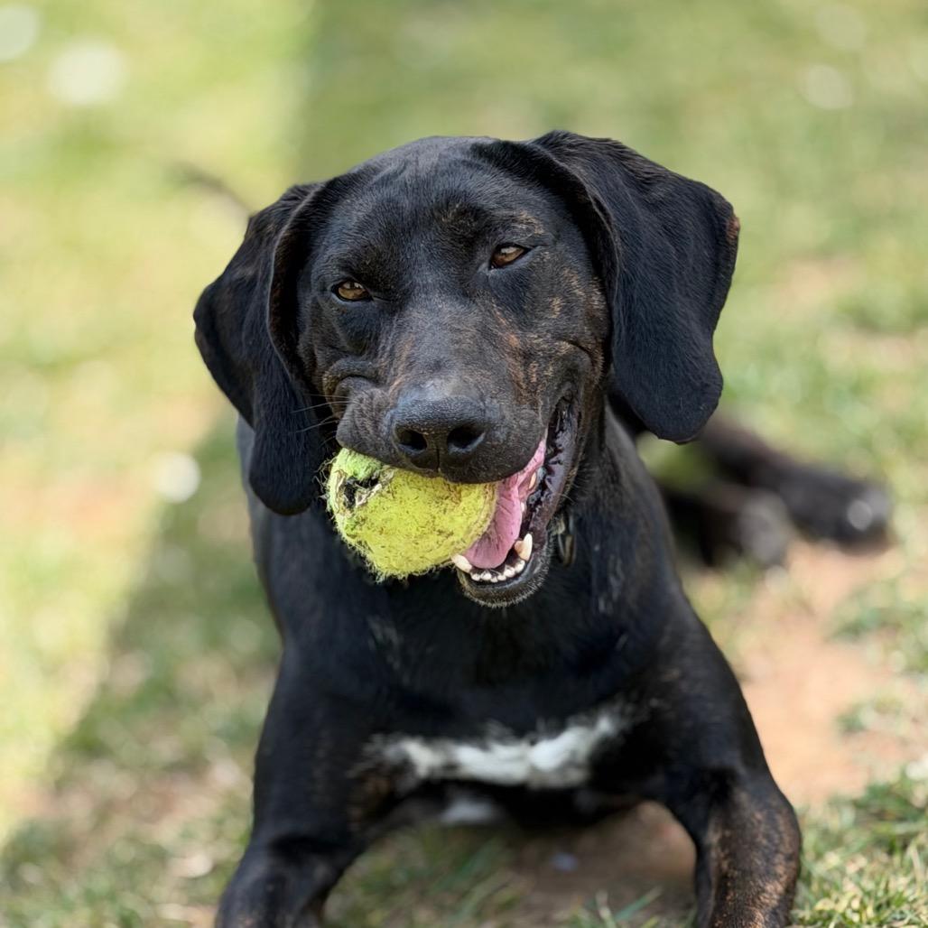 Remington 