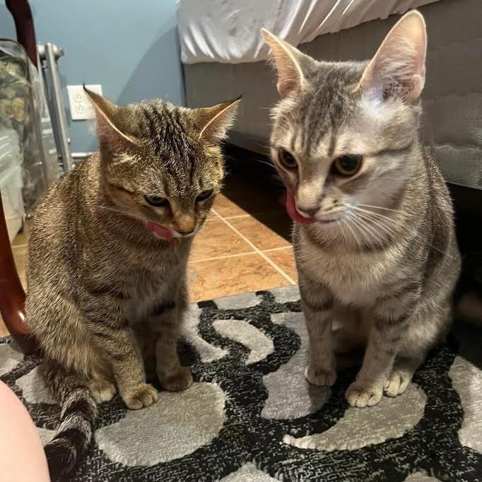 Pepper (& Salt) - Bonded Pair