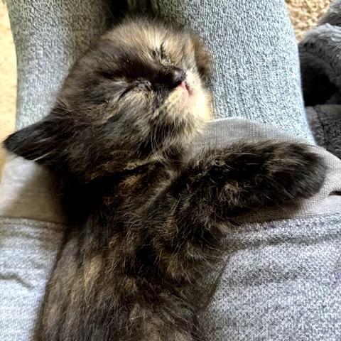 Polly