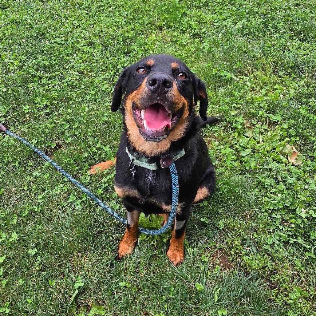 Mazie (In Foster)