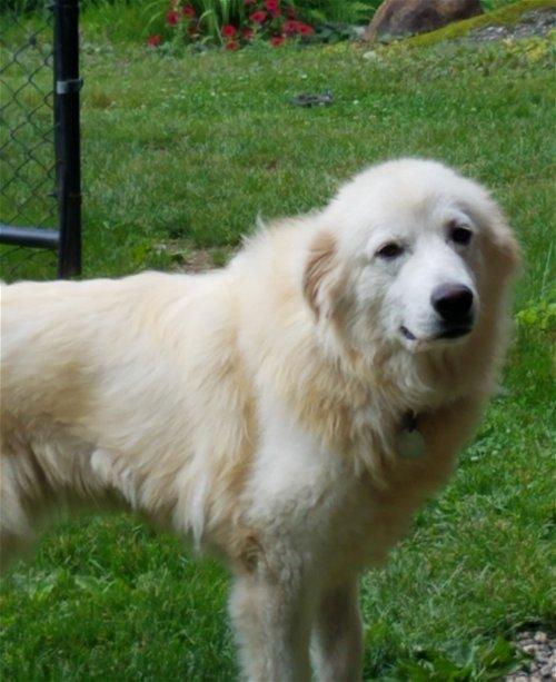 Manchester, NH Animal Shelters & Rescues